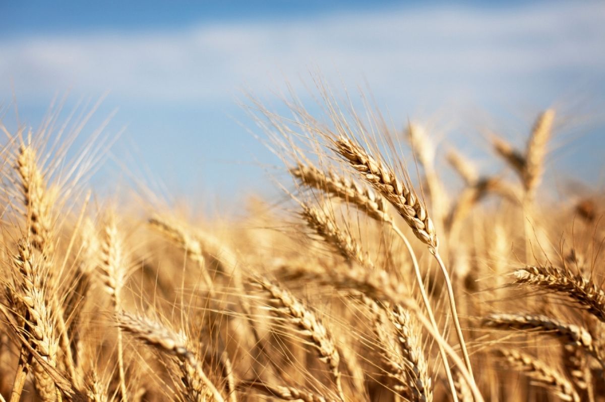 Russia’s Attempt to Set Minimum Price for Exported Grain Leads to Negative Consequences